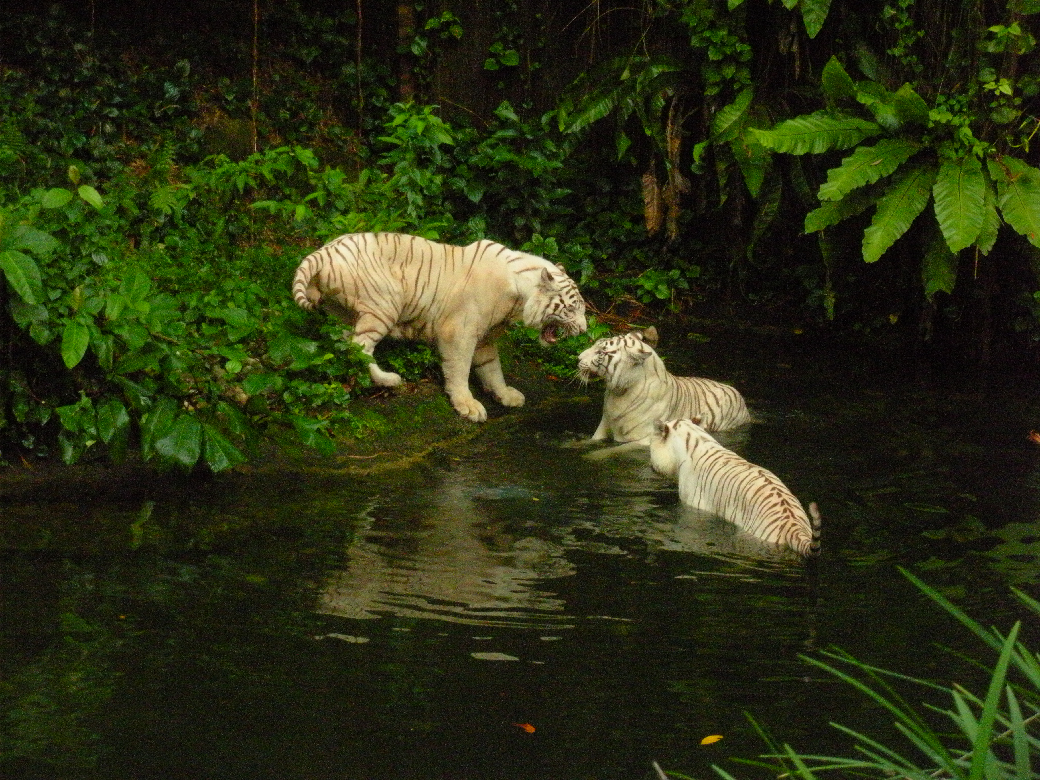 Endangered White Tiger